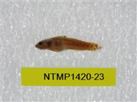 藏品(泰加拉鯔鰕虎魚)的圖片